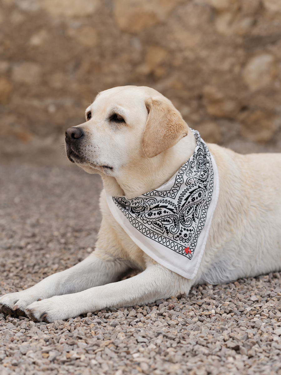 Bandana Tuch für Hund